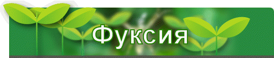 Фуксия