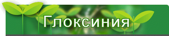 Стрептокарпус
