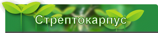 Стрептокарпус